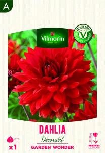 Dahlia Décoratif Garden Wonder (x1)